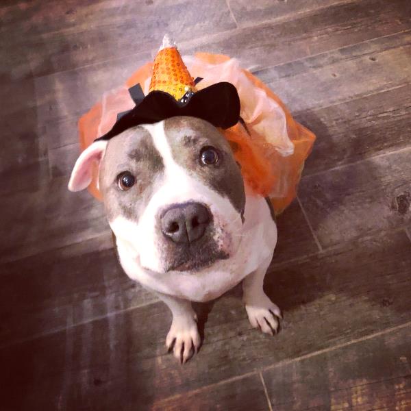 /Images/uploads/Sacramento Shelter Pets Alive/sspacostumecontest/entries/15240thumb.jpg